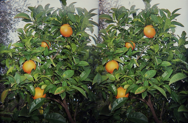 Arance :: Stereo Foto 3D