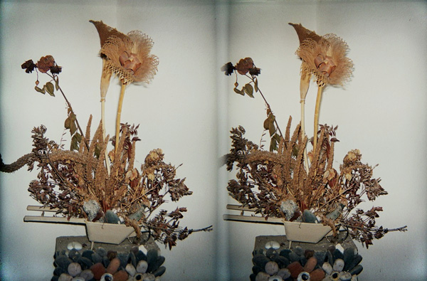 Fiori secchi :: Stereo Foto 3D