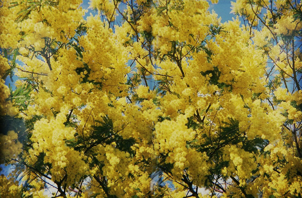 Mimose :: Stereo Foto 3D