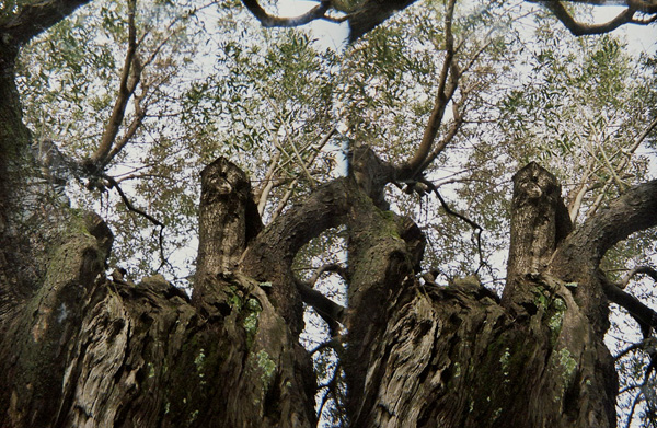 Olivo :: Stereo Foto 3D