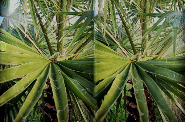 Palma :: Stereo Foto 3D