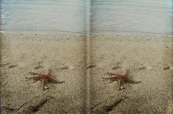 Stella marina :: Stereo Foto 3D