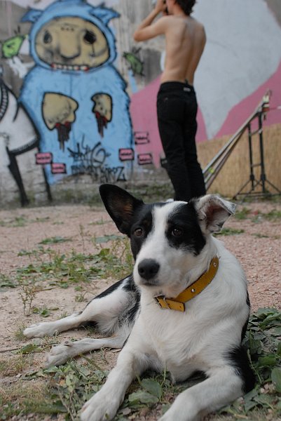 Dog :: Arte Bastardo