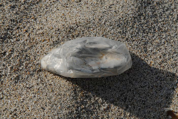 Bustina piena
