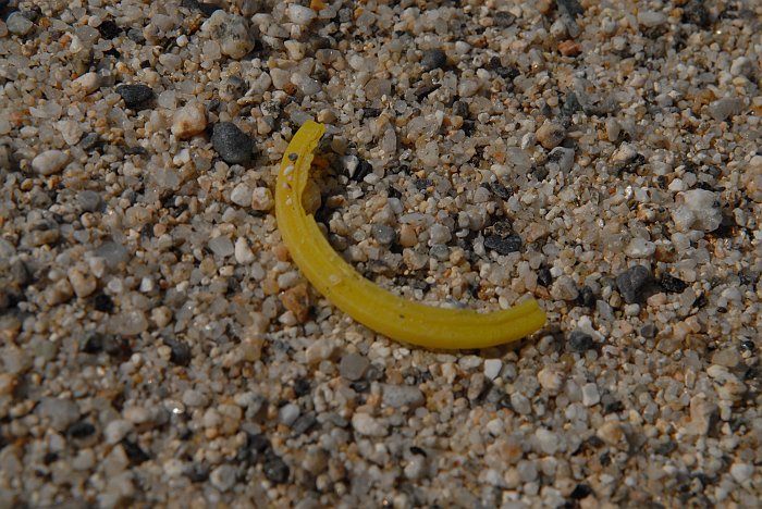 Striscia plastica